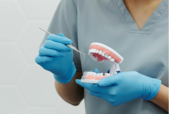 Dentist holding a dental model